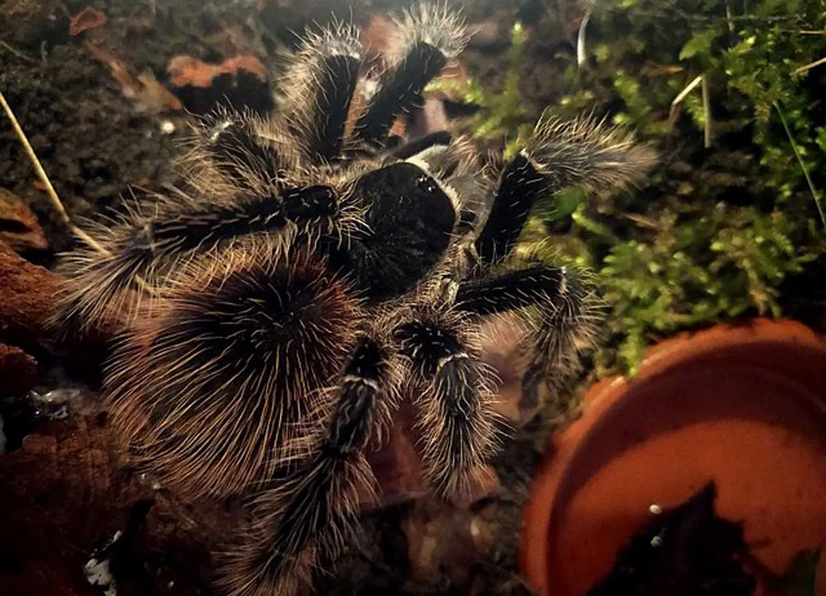 tarantula in a terrarium