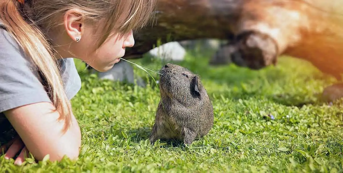 guinea pig and child