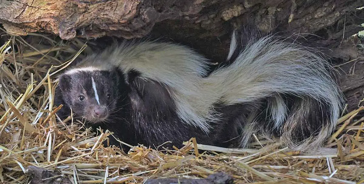 skunk hiding under rock