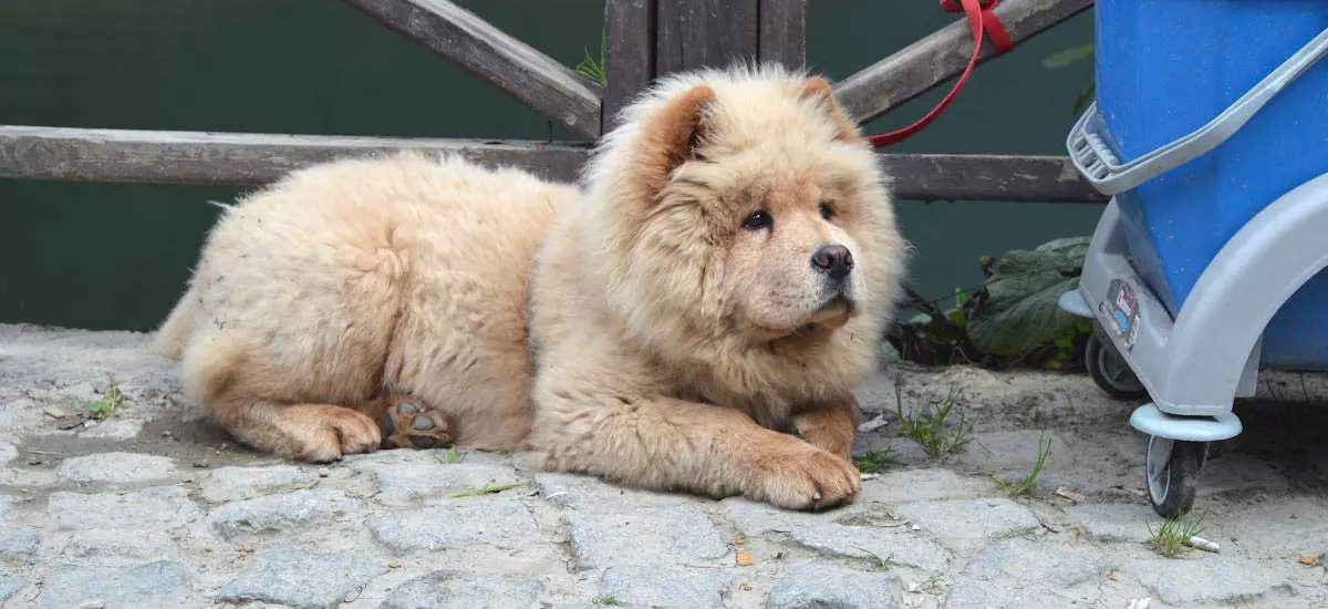 Brown Chow Chow Lying on Ground