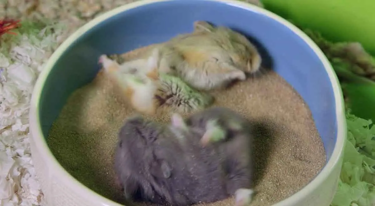 hamster sand bath