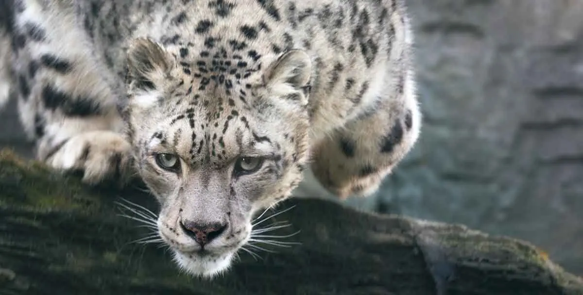 snow leopard stalking prey