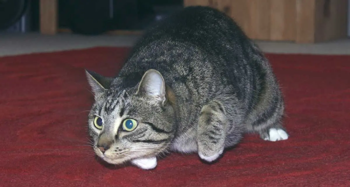 gray cat pouncing