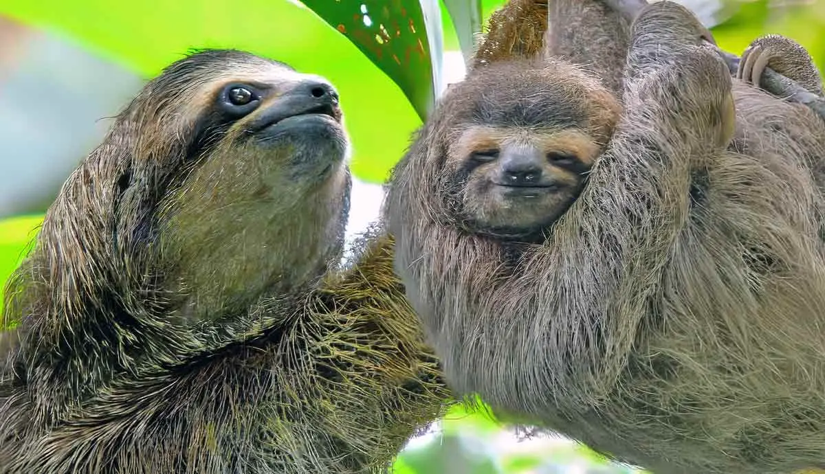 facts about the sloth