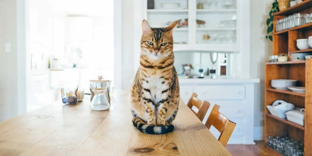 cat standing on a table