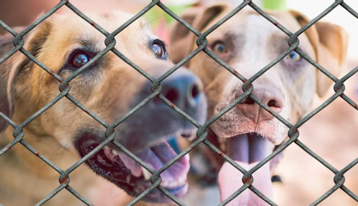 reasons dogs end up in shelters