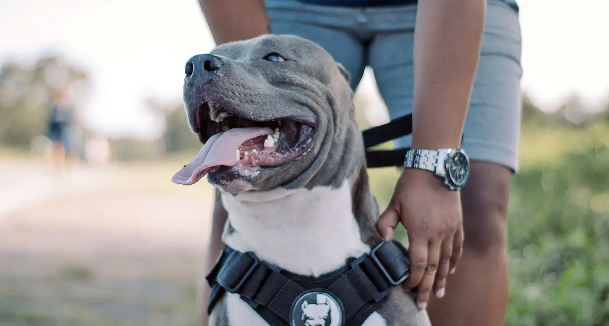 blue pitbull with white chest wearing a harness