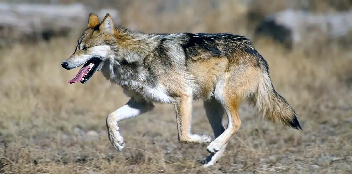 mexican wolf running
