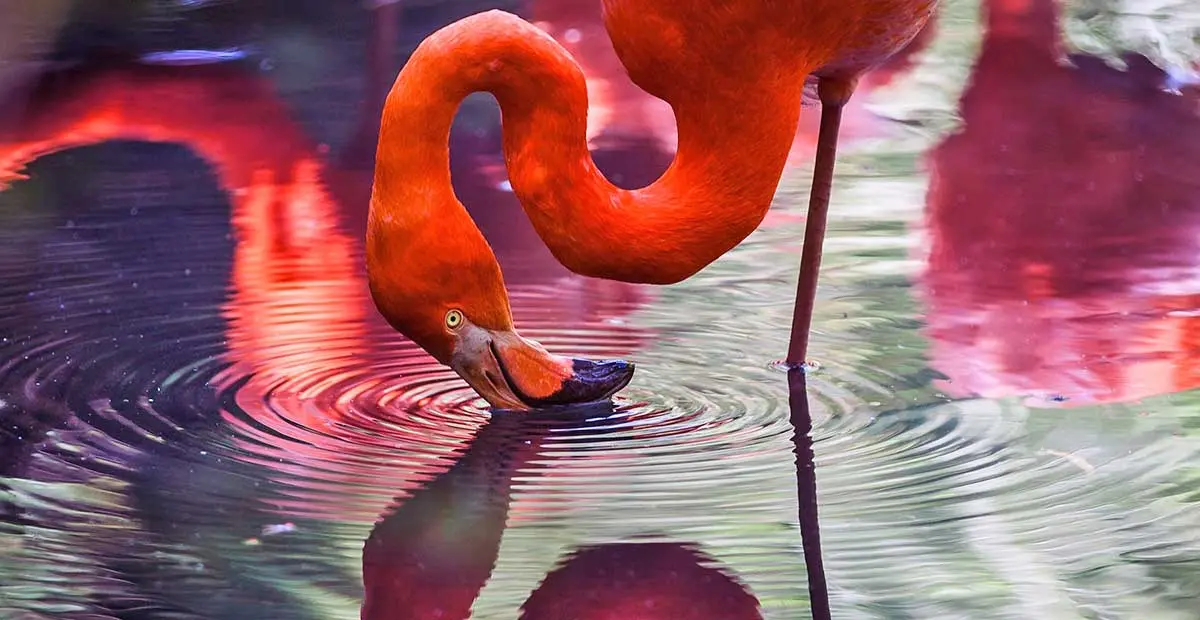 flamingo water reflection