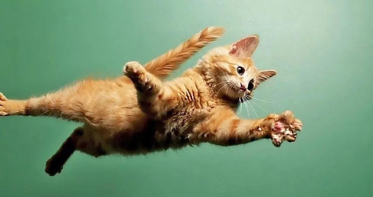 orange cat jumping