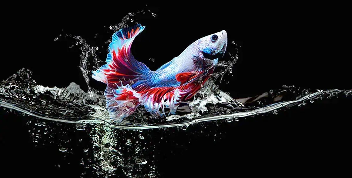 betta fish jumping out of water
