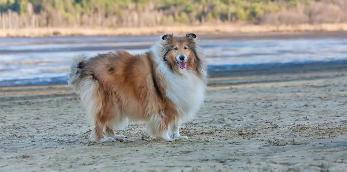 collie dog breed