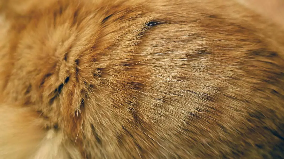 orange cat fur