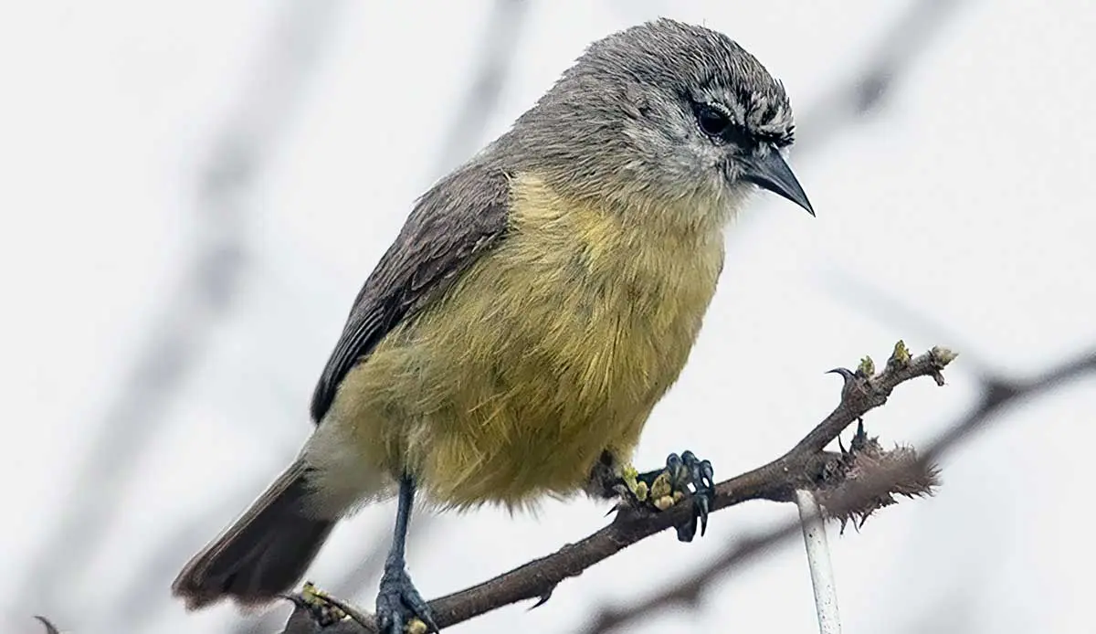 cape pendulin tit standing on a thorny branch