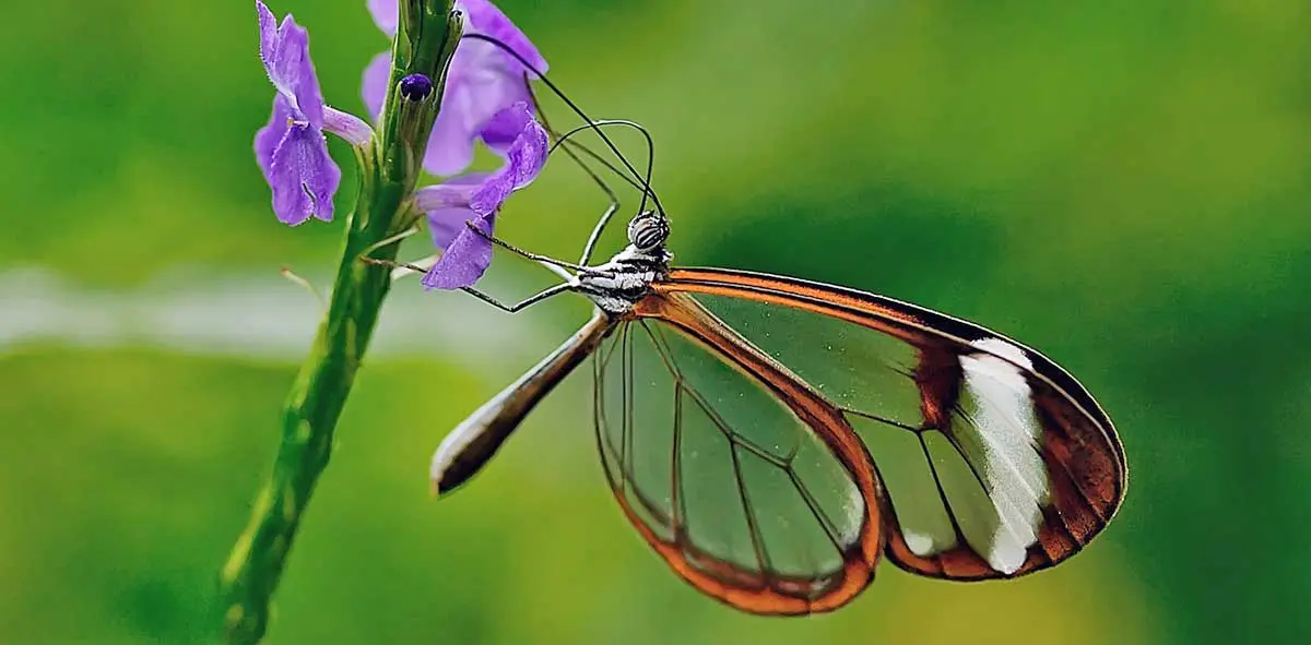 butterfly transparent wings