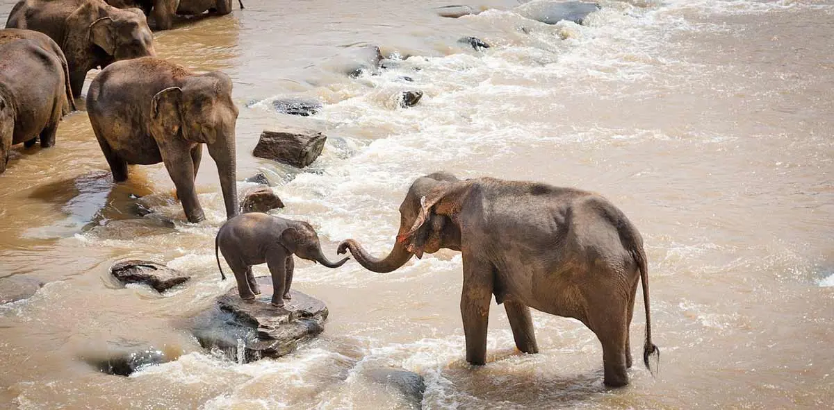 mother elephant supporting calf by river
