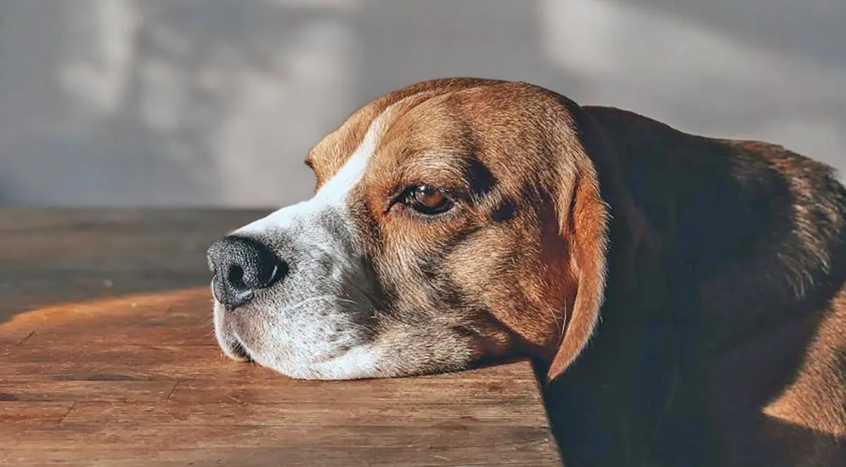 dog beagle sad tired