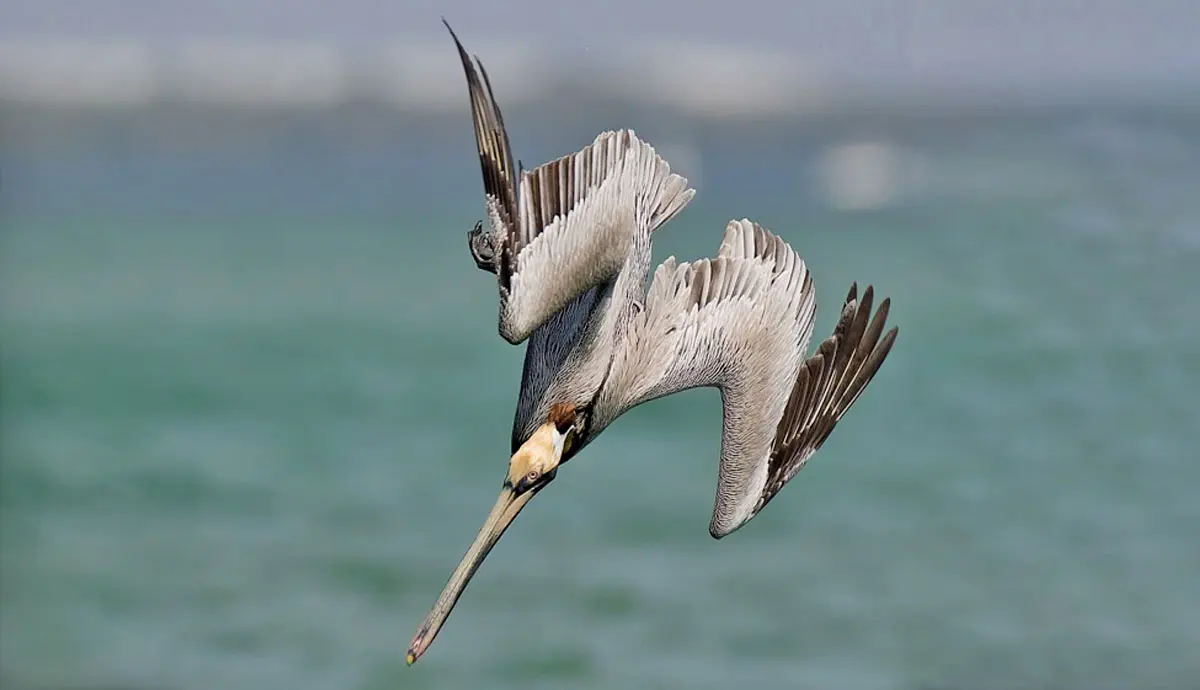 brown pelican plunge diving