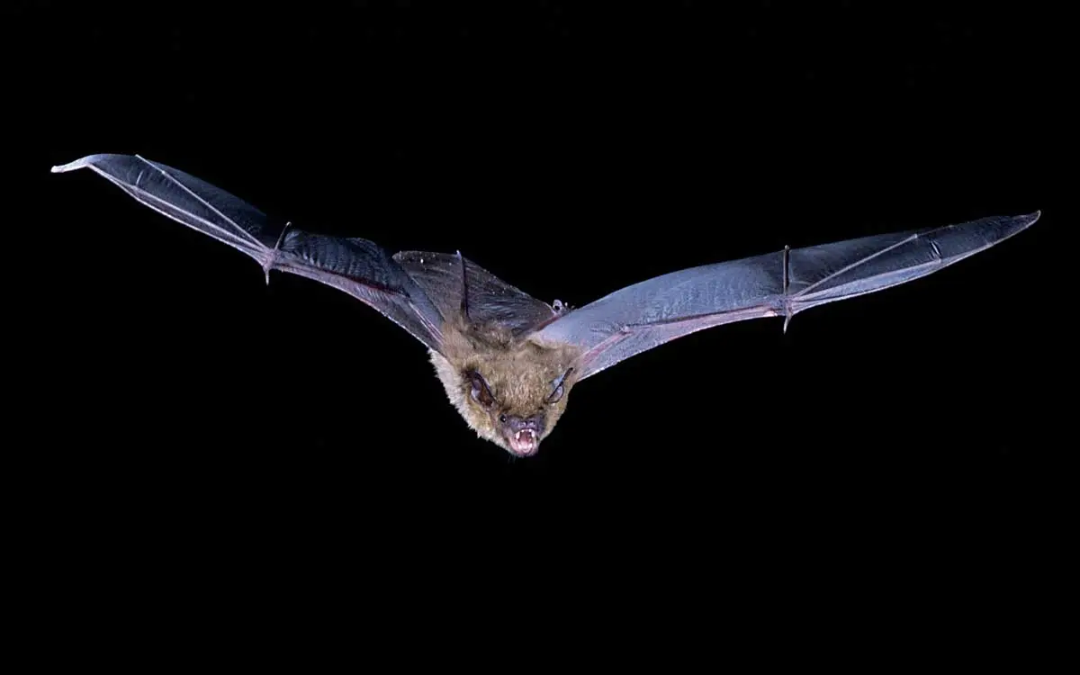 big brown bat species