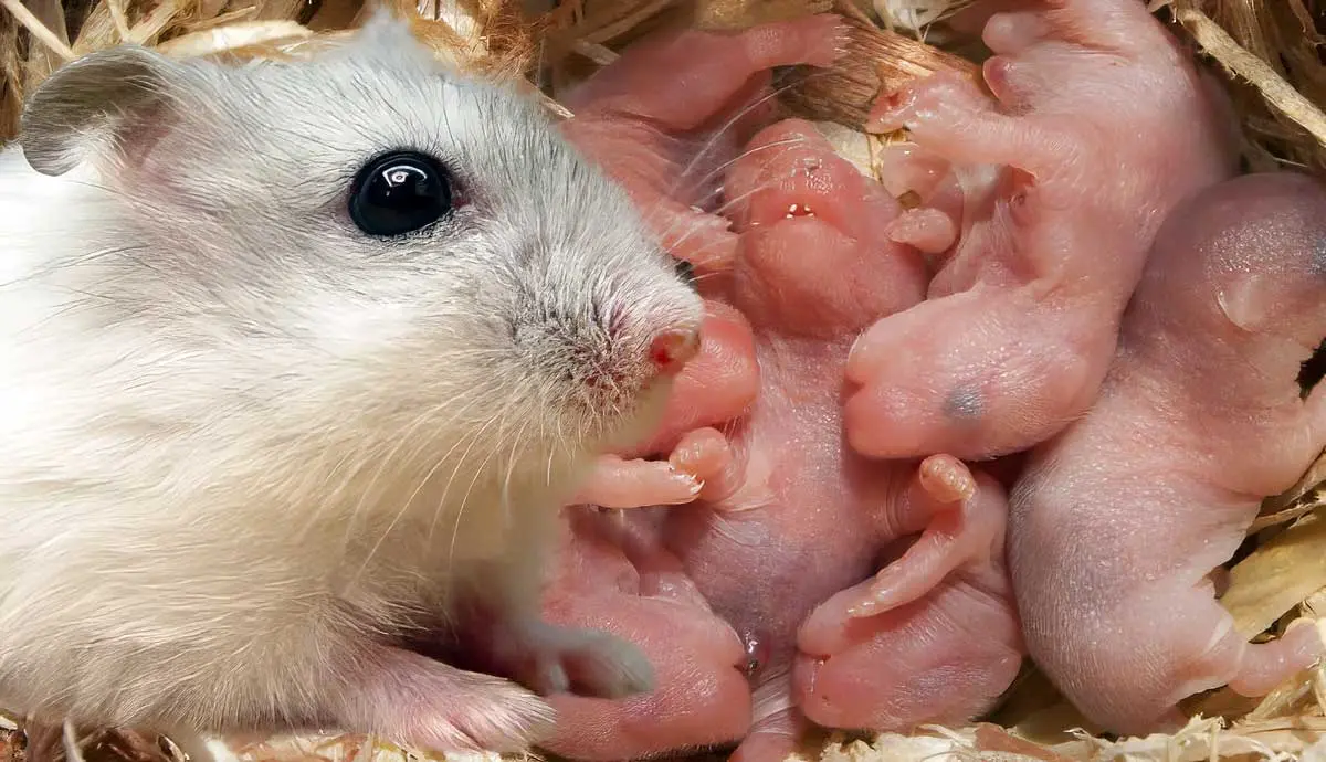 Maternal Instincts Why do Hamsters Eat Their Babies?