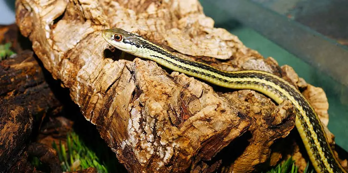 garter snake on log