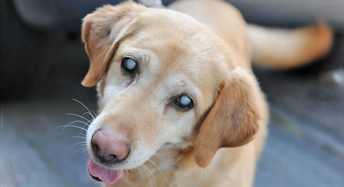 blind dog oakland veterinary referral services ovrs