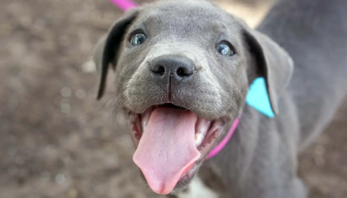 young pitbull puppy panting and happy