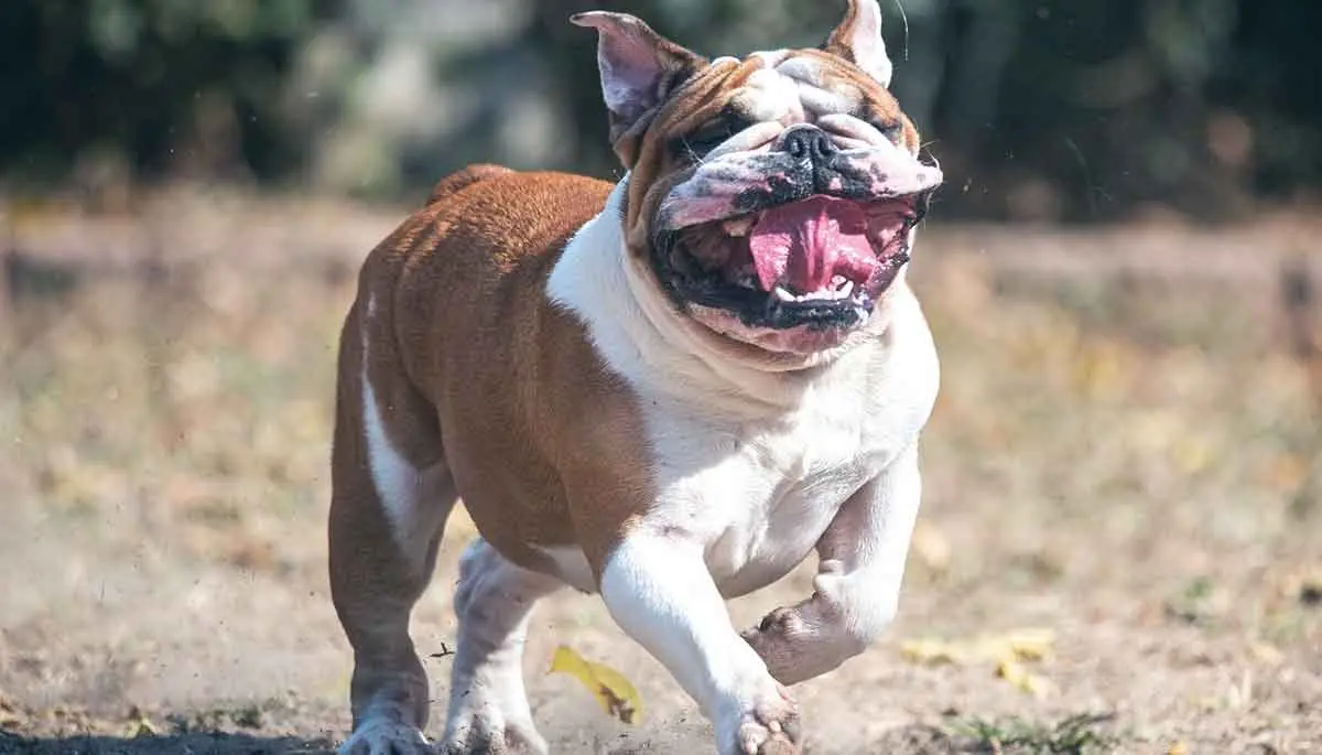 english bulldog running and panting