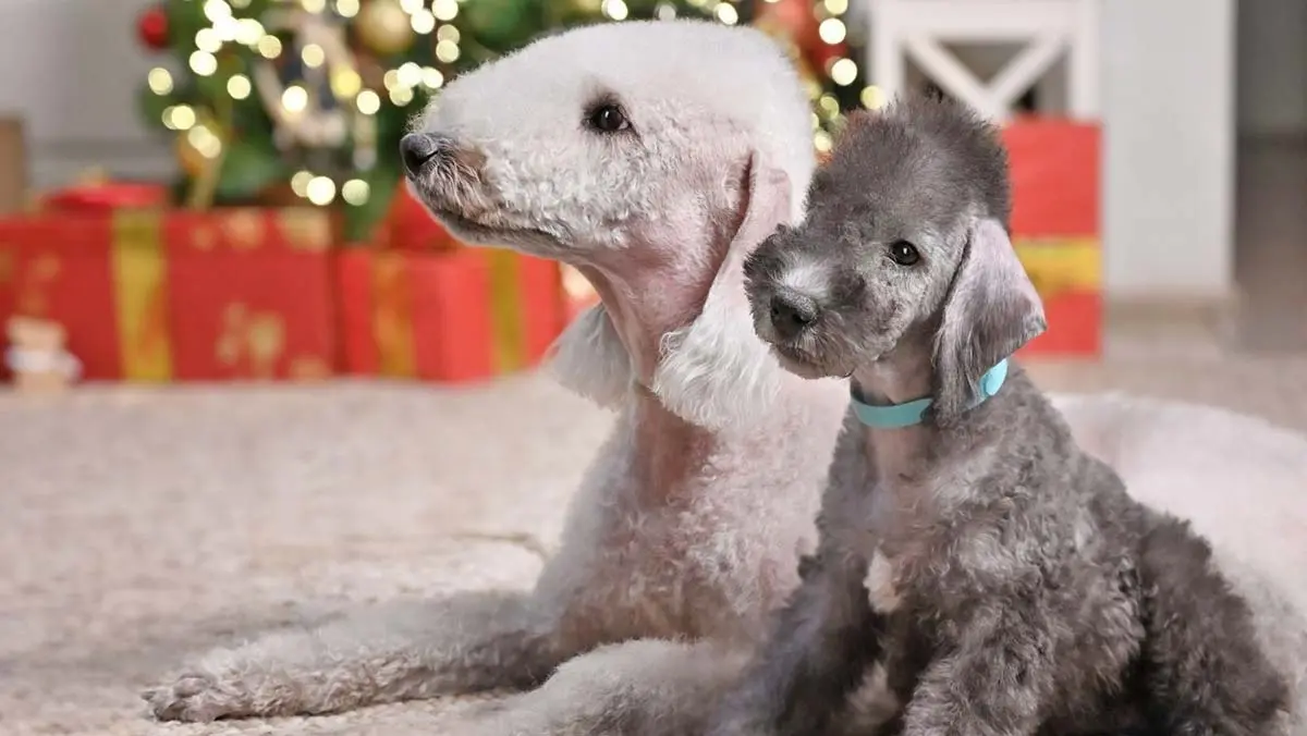 Bedlington terrier mom and pup