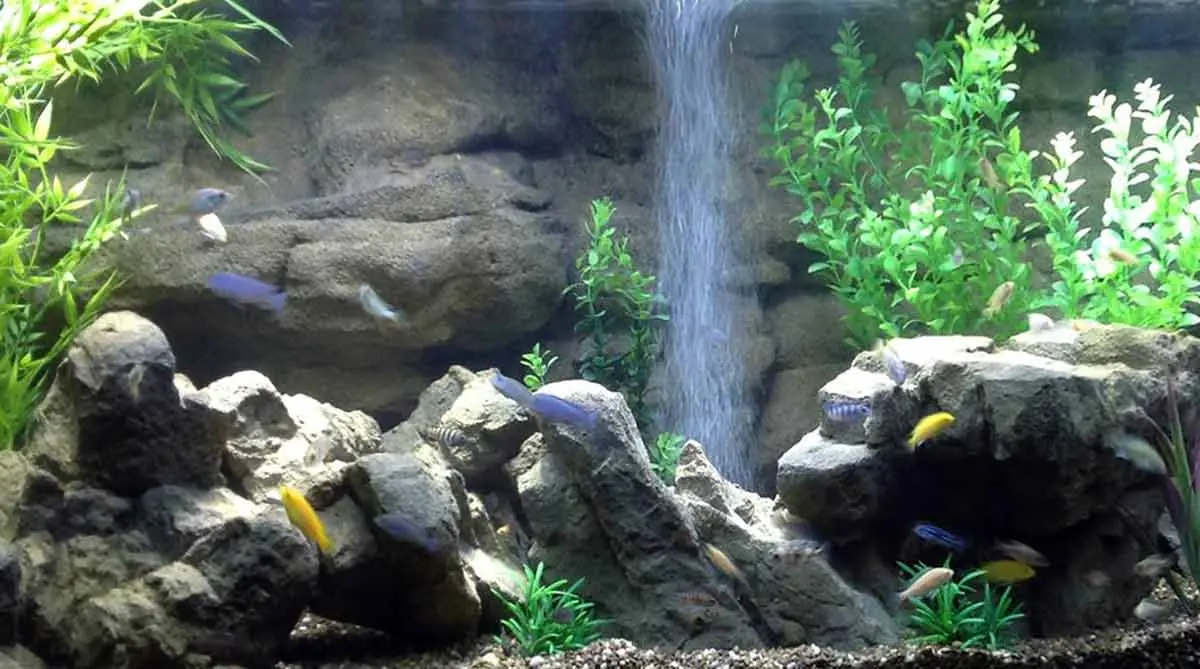 fish tank rocks