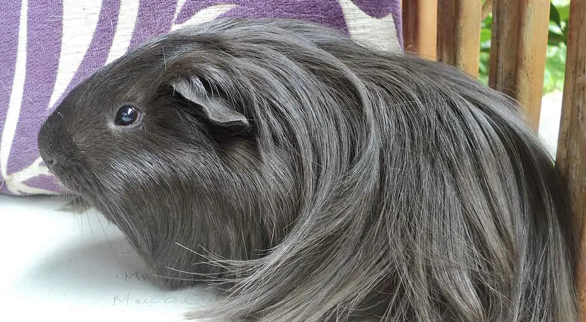 black silkie guinea pig