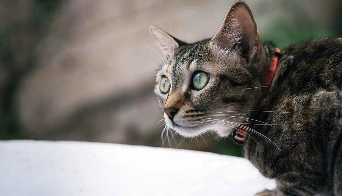 tabby cat wearing red collar