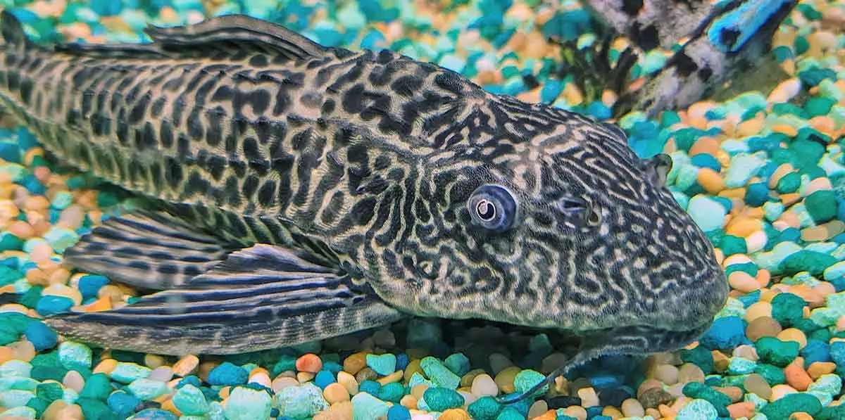 suckermouth catfish on gravel substrate