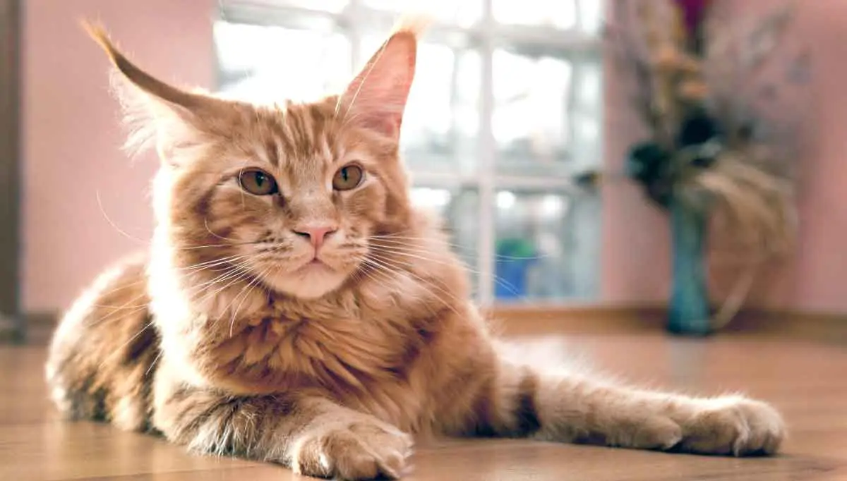 ginger maine coon on floor