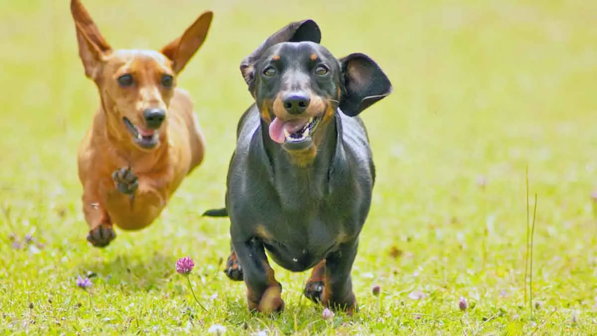 excited dachsunds running