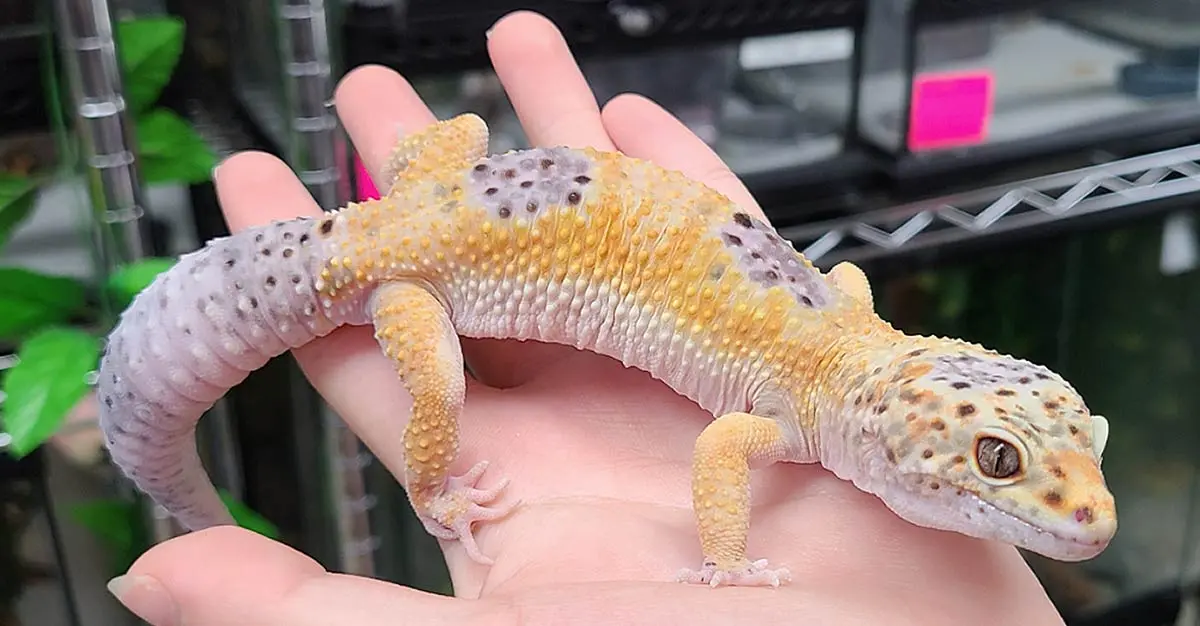 enigma gecko