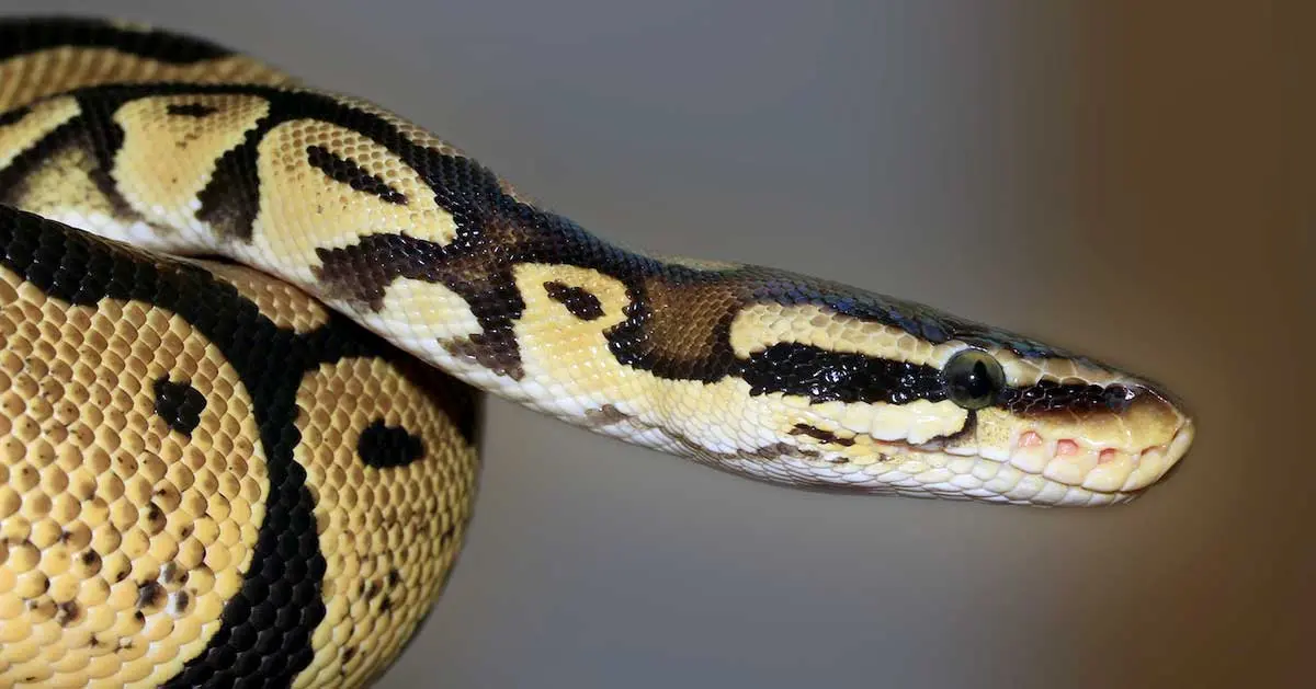 brown and cream patterned python
