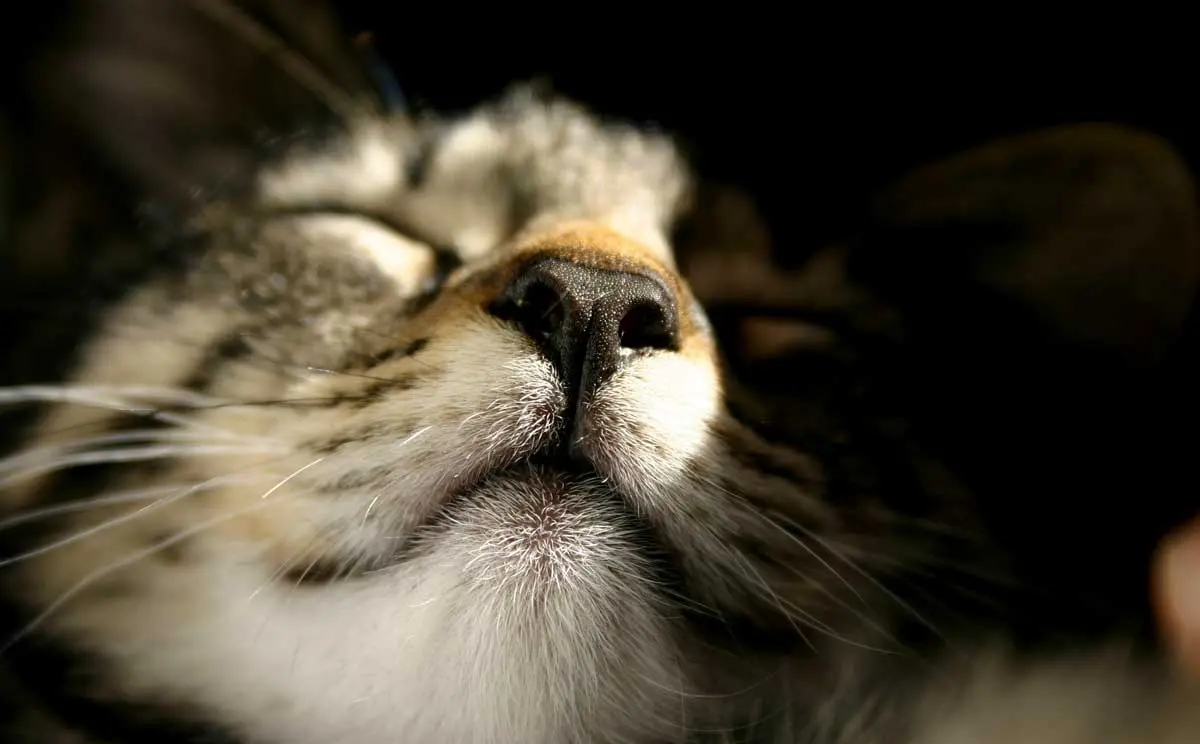 closeup of sleeping cats nose