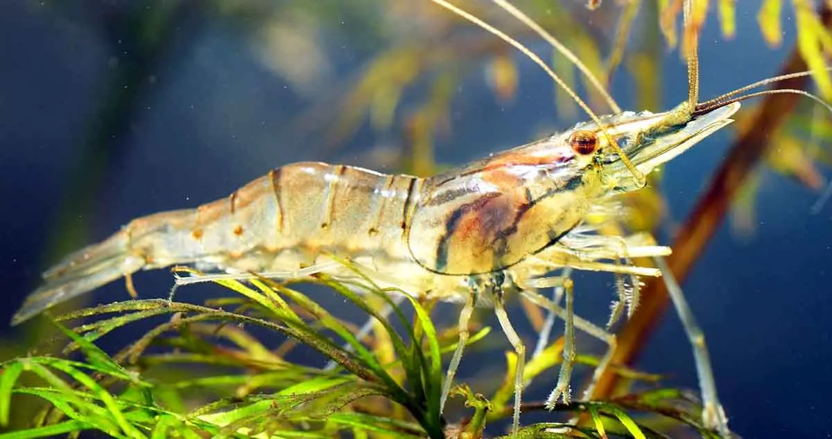 glass prawn shrimp crustacean