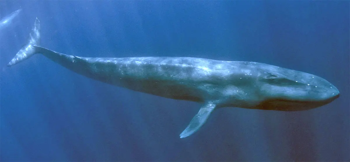 blue whale full body underwater