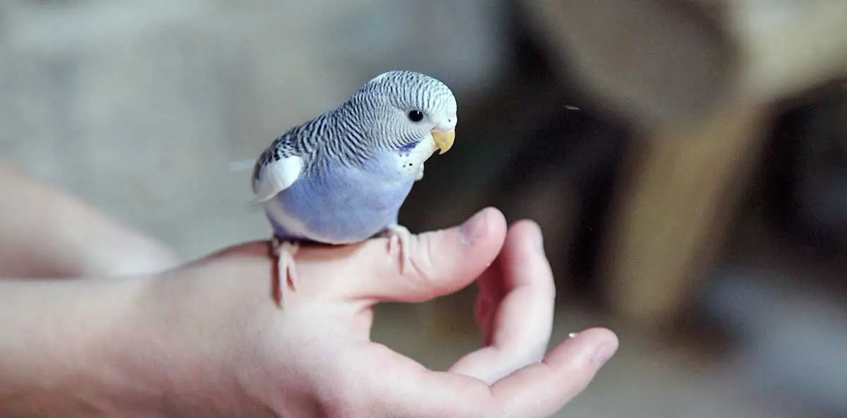 blue budgie on hand