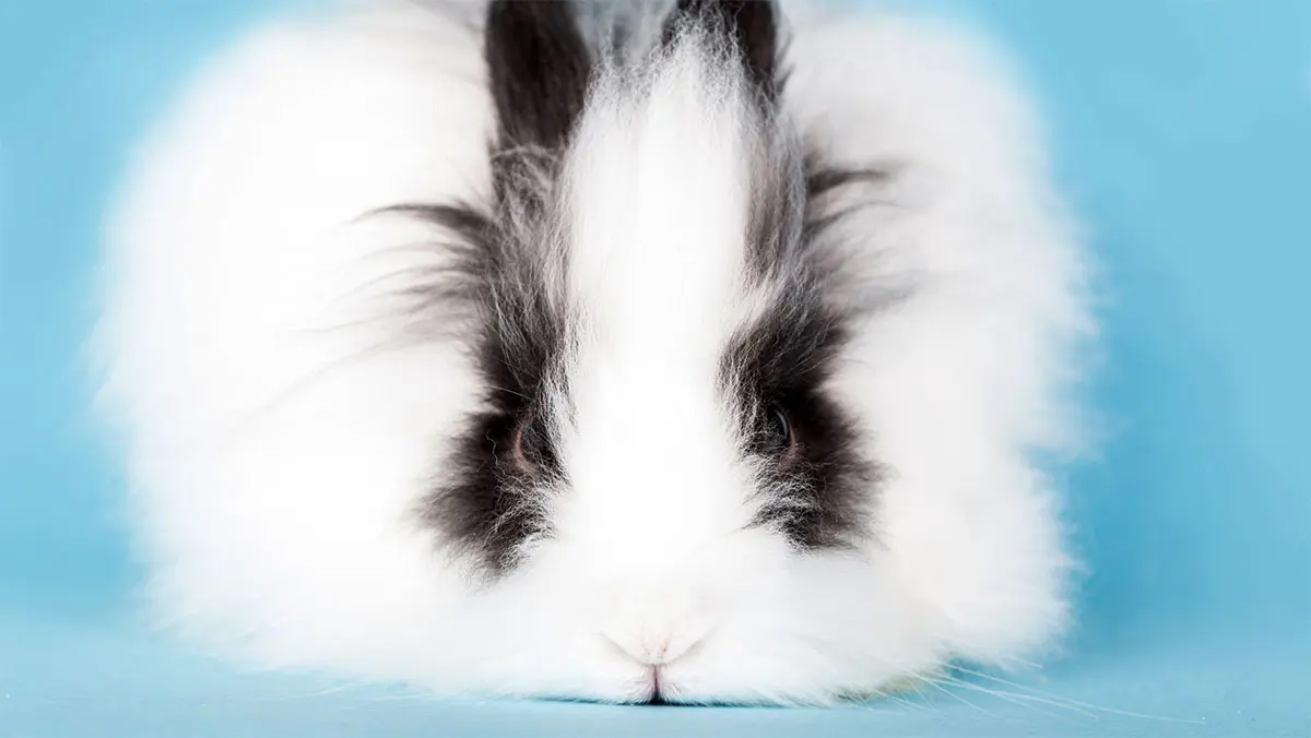 long haired rabbit