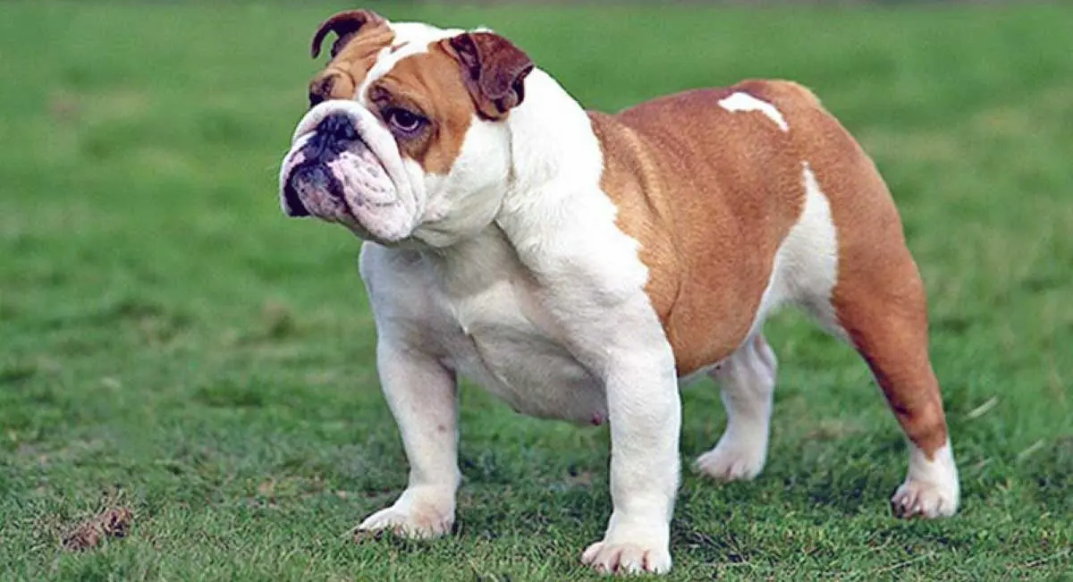 english bulldog standing field brown white