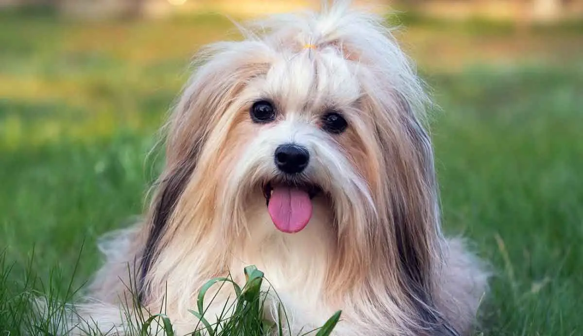 fawn long haired havanese
