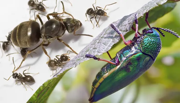 insects with longest life cycle