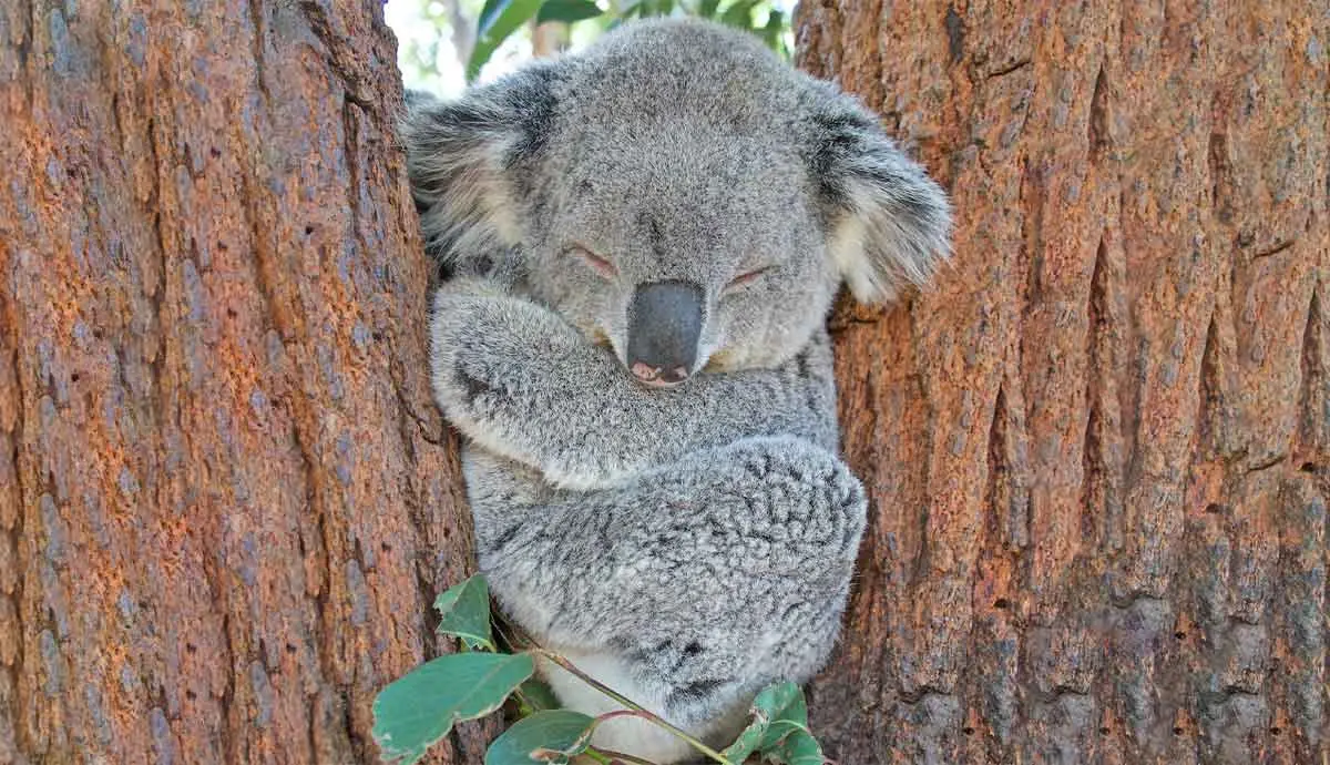 koalaAustraliankoalafoundation