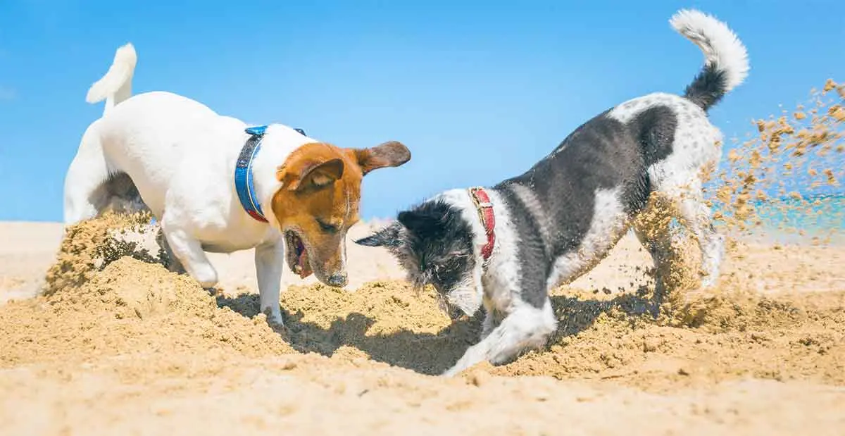 terrier and mutt digging beach