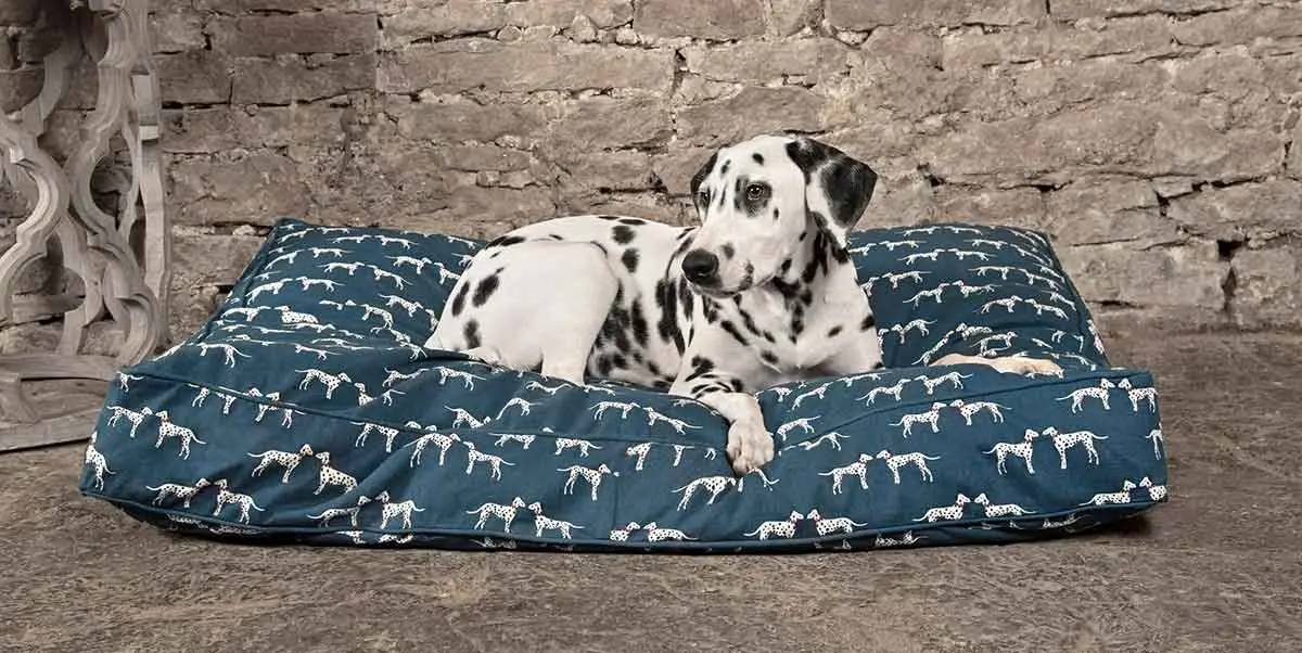 dalmatian resting