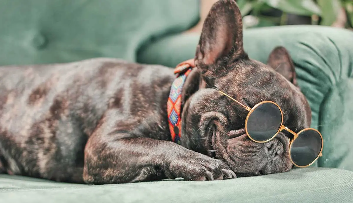 brindle pug with sunglasses laying on green couch