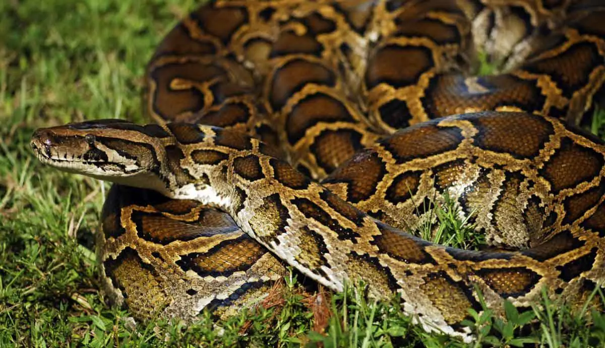 python 3